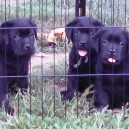 Labrador Retriever Puppies from Lorlyn Labradors