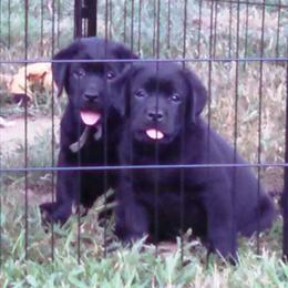 Labrador Retriever Puppies from Lorlyn Labradors