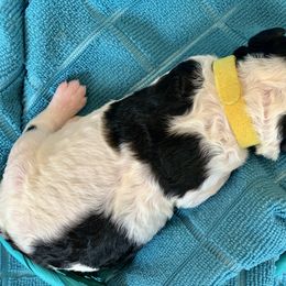 Aussiedoodle Puppies from Sunshine Aussiedoodles Idaho