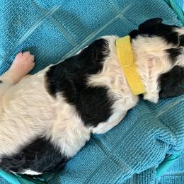 Aussiedoodle Puppies from Sunshine Aussiedoodles Idaho
