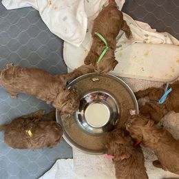Goldendoodle and Poodle Puppies from Angel’s Goldendoodle Pups