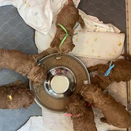 Goldendoodle and Poodle Puppies from Angel’s Goldendoodle Pups