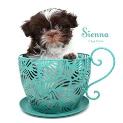 Sienna - Brown female Mi-Ki puppy in Elizabeth, Colorado from Royal T Mi-Kis