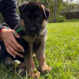 Cristal - Black and red female German Shepherd puppy in Harvard, Illinois from Aus Dem Meer German Shepherds