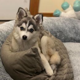 Echo - Pomsky