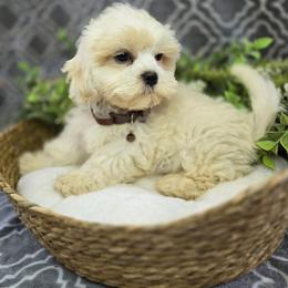 Briar - White male Shihpoo puppy in Hartville, Missouri from Petty Paws