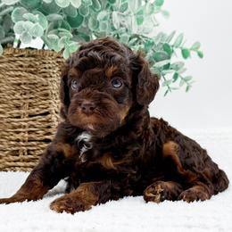 Cavapoo puppies from NC Doodle Puppies