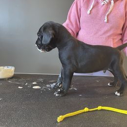 Boy 8 - Great Dane puppy in Lake View, New York from North Park Great Danes