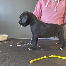 Boy 8 - Great Dane puppy in Lake View, New York from North Park Great Danes