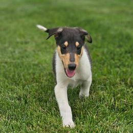 Flint - Black white and tan male Collie puppy in Eldorado, Kansas from Prairie Creek