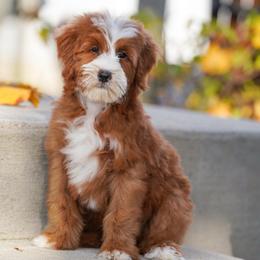 Tulsa (socialization program student) - Red female Bernedoodle puppy in Dundee, Ohio from Down Home Doodle
