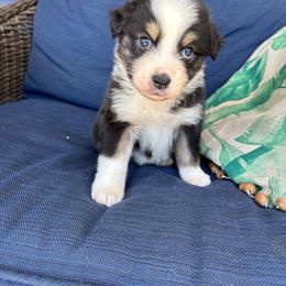 Chloe - Black tri-color female Australian Shepherd puppy in Landenberg, Pennsylvania from Aussie4Life