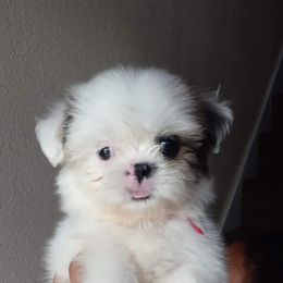 Shih Tzu and Yorkshire Terrier Puppies from Thorntons Fur Crew
