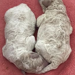 Goldendoodle, Golden Retriever, and Poodle Puppies from Angelic Goldens