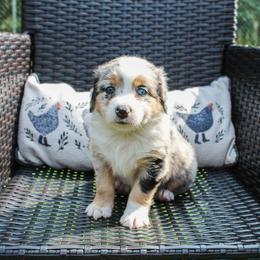Freedom - Blue merle female Miniature Australian Shepherd puppy in Oakland, Maryland from Yarborough Kennels