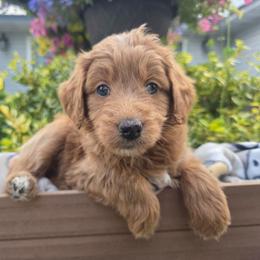 Maine - Apricot female Aussiedoodle puppy in Blackfoot, Idaho from Draper Mountain Doodles