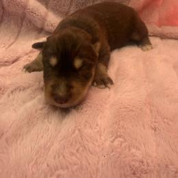 Queen - Red and white female Siberian Husky puppy in London, Ohio from Rose Trail Siberian’s