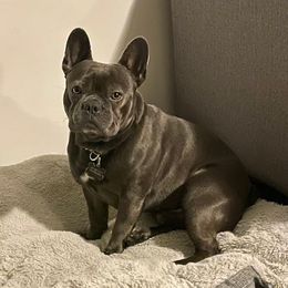 Bruno - French Bulldog