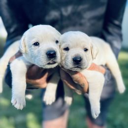 Labrador Retriever Puppies from Gem State English Labrador Retrievers