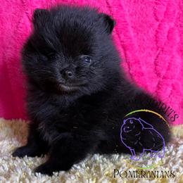 HOLD AKC CRACKLE - Black male Pomeranian puppy in Watkins Glen, New York from Wicked Spirits Pomeranians