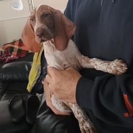 Brown Collar Beatrice Boy Puppy - White and chestnut male Bracco Italiano puppy in Albion, Michigan from Bracco Dynasty