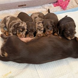 Dachshund puppies from Andrea's Dachshunds