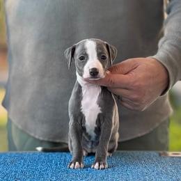 Girl 3 - Blue female Italian Greyhound puppy in Sugar Valley, Georgia from Pinnacle Farm and Kennel