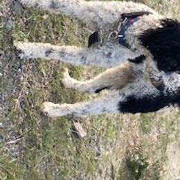 Poodles from Peachy Poodles