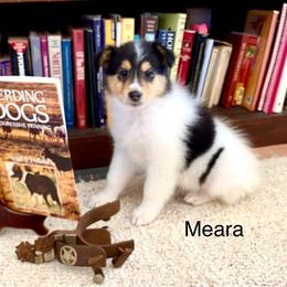 Meara (mear-a) - Black white and tan female Collie puppy in Hinckley, Minnesota from Rusty Spur Collies