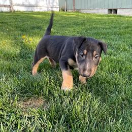 Mordi - Black tan and white male Bull Terrier puppy in Sprauge, Washington from Mark My Words Bull Terriers