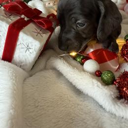 Dachshund Puppies from Jeff & Joette