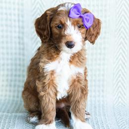 Abby - Goldendoodle