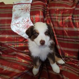 Miniature Australian Shepherd Puppies from Terri's Mini Aussies