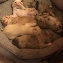 Linda Blair - Cream and white female Chihuahua puppy in Amelia, Virginia from Pannell’s Precious Pups