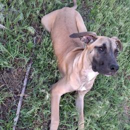 Fauna - Fawn female Great Dane puppy in Cunningham, Kansas from Garden Grove Great Danes