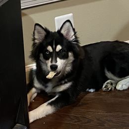 Raven - Pomsky