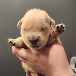 Boy 3 - male Golden Retriever puppy in Carlisle, Ohio from Hermosa Havanese and Golden Retrievers