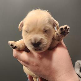 Boy 3 - male Golden Retriever puppy in Carlisle, Ohio from Hermosa Havanese and Golden Retrievers