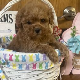 Poppy - Red  female Goldendoodle puppy in Cherry Tree, Pennsylvania from Plum Creek Acres Next Generation