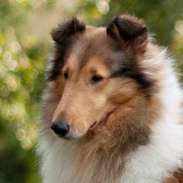 June - Collie