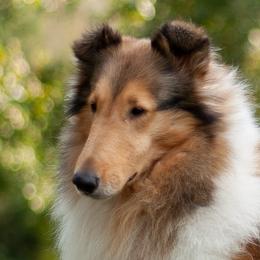 June - Collie