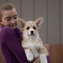 Girl 2 - Red female Pembroke Welsh Corgi puppy in La Grange, Wyoming from Merrygold Corgis