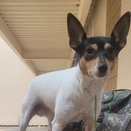 Jojo - Toy Fox Terrier