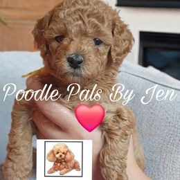 Poodle All Grown Up from Poodle Pals By Jen