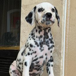 Male 5 - White and black male Dalmatian puppy in Lake Mathews, California from Bully Market