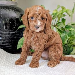 Charlie - Red male Cavapoo puppy in Denver, Pennsylvania from Rose Z