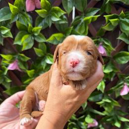 Bullseye - Red male Australian Labradoodle puppy in Orange, California from Little Kingdom Doodles
