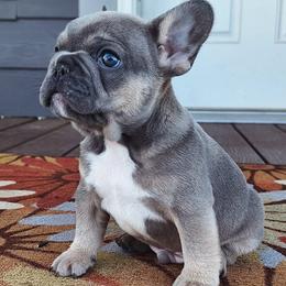 Blue collar - Blue fawn male French Bulldog puppy in Cordes Lakes, Arizona from Puppy Love AZ LLC