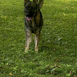Zoma - German Shepherd