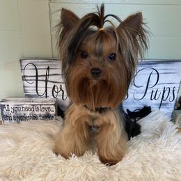 Dolly - Black and tan female Yorkshire Terrier puppy in Brooksville, Florida from York Girl’s Pups